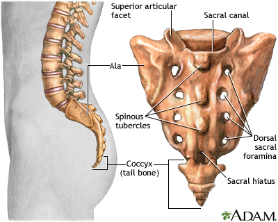  Sacrum / Coccyx