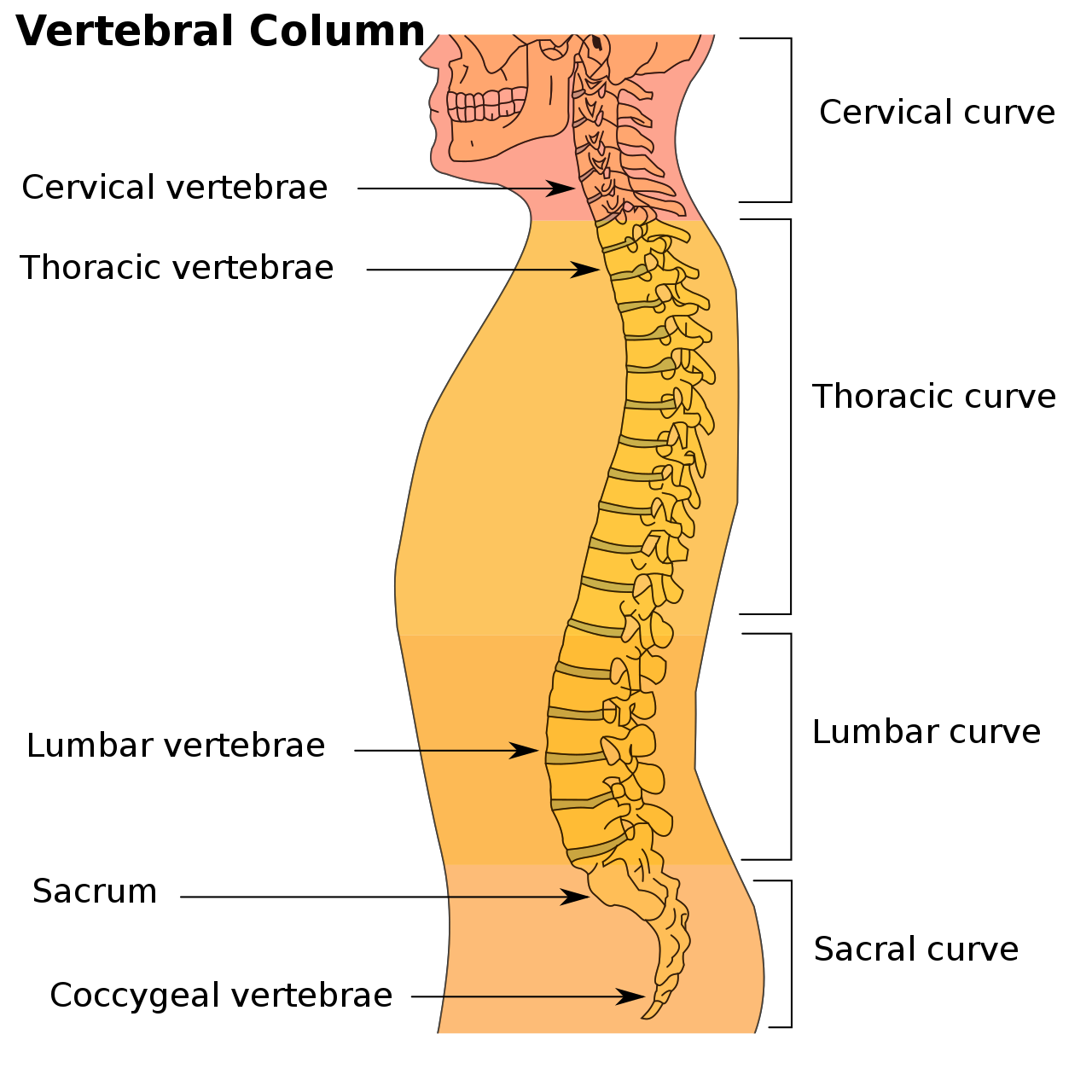 Illu_vertebral_column.svg