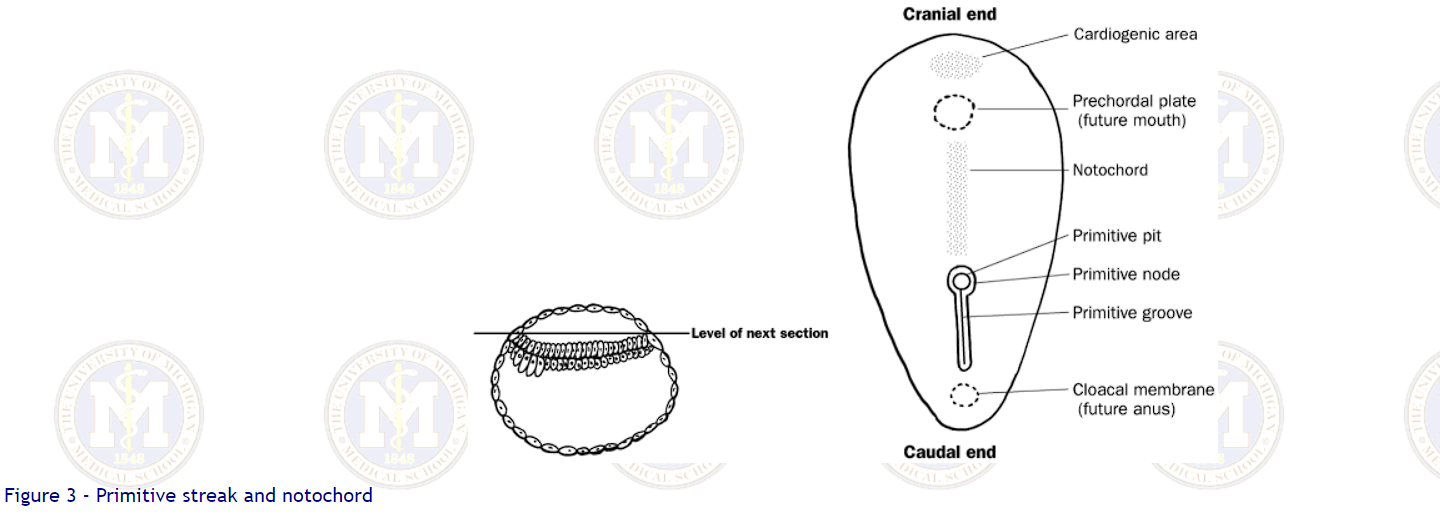 The primitive streak is a linear band of thickened epiblast that first appears at the caudal end of the embryo and grows cranially. At the cranial end its cells proliferate to form the primitive knot (primitive node). With the appearance of the primitive streak it is possible to distinguish cranial (primitive knot) and caudal (primitive streak) ends of the embryo.