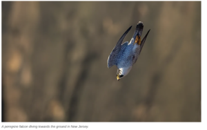 Peregrine Falcon